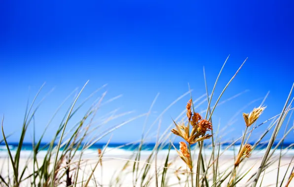 Картинка трава, Пляж, горизонт