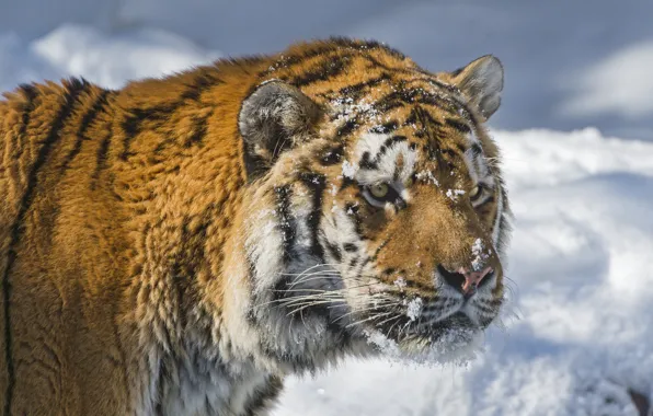 Картинка зима, кошка, взгляд, морда, снег, тигр, амурский тигр, ©Tambako The Jaguar