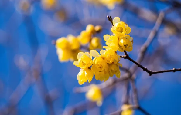 Картинка небо, цветы, ветки, весна