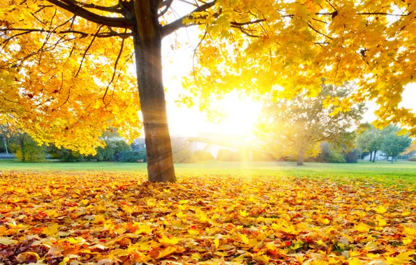 Осень, листья, park, autumn, leaves, tree, fall, maple