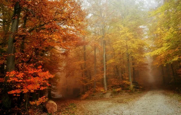 Картинка осень, лес, туман, дороги