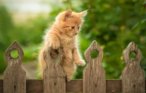 Забор, рыжий, котёнок, Юрий Коротун