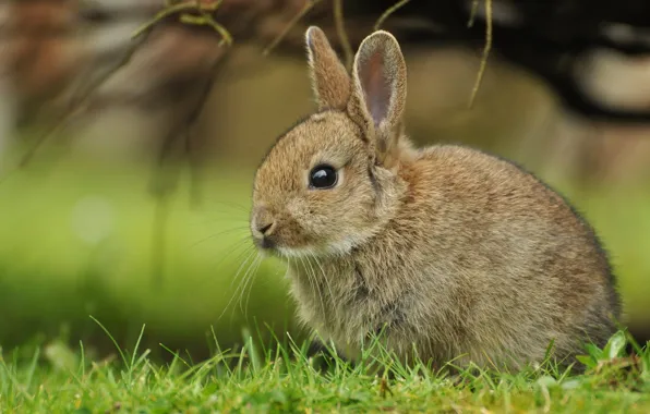 Картинка трава, кролик, детёныш, крольчонок