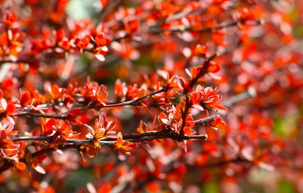 Red, autumn, leaf, twig