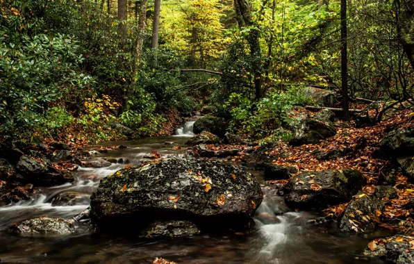 Осень, лес, река, камни
