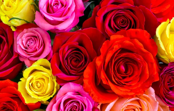 Розы, желтые, красные, розовые, бутоны, разноцветные, много, крупным планом