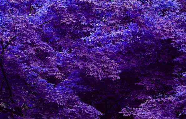 Картинка листья, деревья, фиолетовые, синие