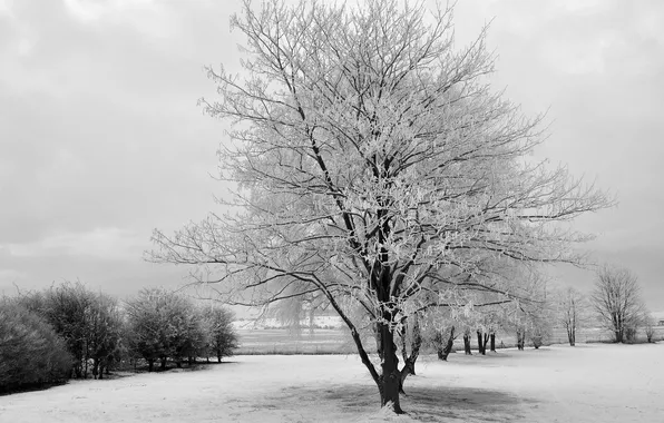 Картинка снег, деревья, пейзаж, природа, Зима