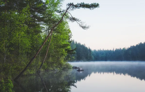 Картинка лес, озеро, Финляндия