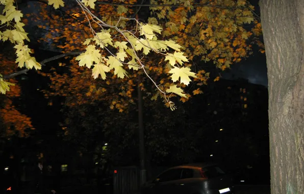 Картинка свет, ночь, город, дерево, ветер, желтые листья, ветка, Осень