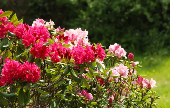 Flowering, shrub, rhododendron