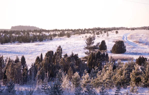 Картинка зима, дорога, лес, трава, снег, деревья, природа, красота