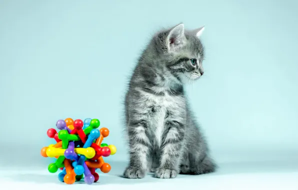 Кошка, взгляд, поза, котенок, серый, фон, голубой, игрушка