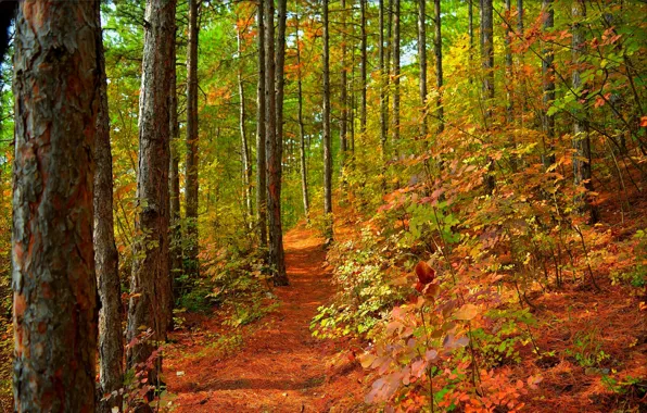 Тропинка, Деревья, Лес, Fall, Листва, Autumn, Colors, Forest