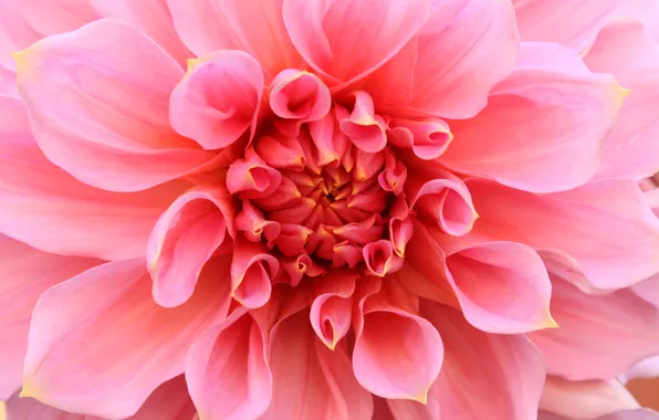 Картинка цветок, розовый, георгин
