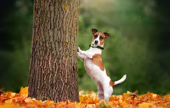 Картинка осень, дерево, собака, опавшие листья, Джек-рассел-терьер, Екатерина Кикоть