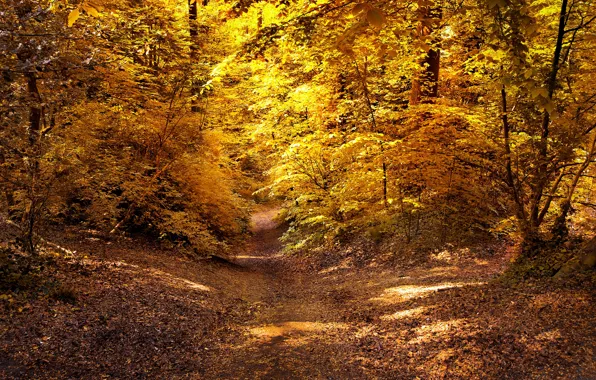 Картинка осень, лес, листья, солнце, деревья, желтые, тропинка