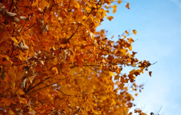 Осень, листья, красный, дерево