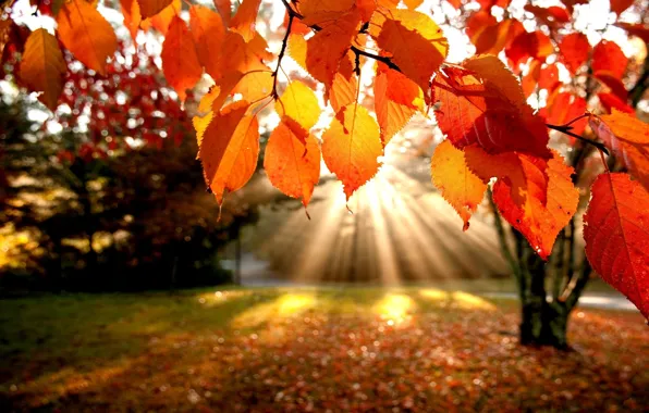 Картинка осень, листья, лучи, деревья