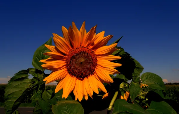 Цветок, Подсолнух, sunflower