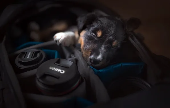 Картинка собака, камера, щенок