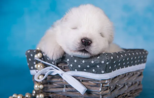 Картинка белый, сон, собака, малыш, мордочка, спит, щенок, корзинка