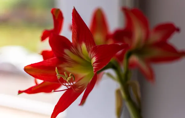 Красный, Цветок, red, flower, боке, bloom