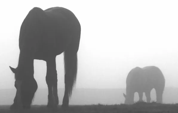 Животные, туман, креатив, лошади, nature, fog, кони horses