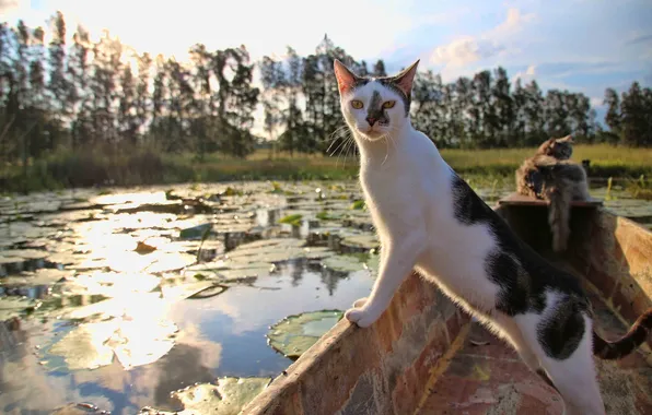 Картинка кошка, кот, взгляд, лодка