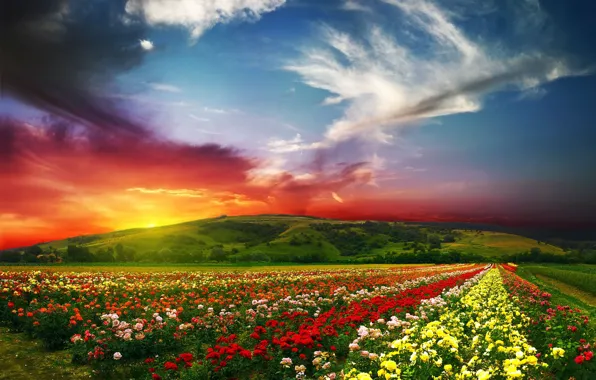 Картинка лето, солнце, облака, пейзаж, цветы, природа, краски, розы
