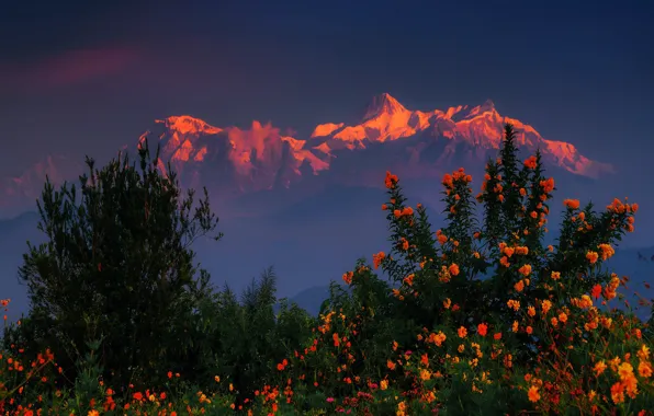 Картинка закат, цветы, горы, кусты, Гималаи, Непал