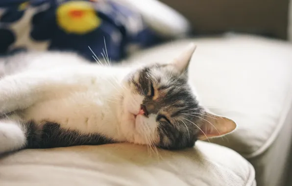 Картинка кот, диван, шерсть, спит