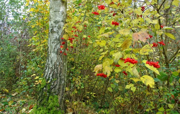 Картинка осень, лес, листья, деревья, ягоды, куст, калина