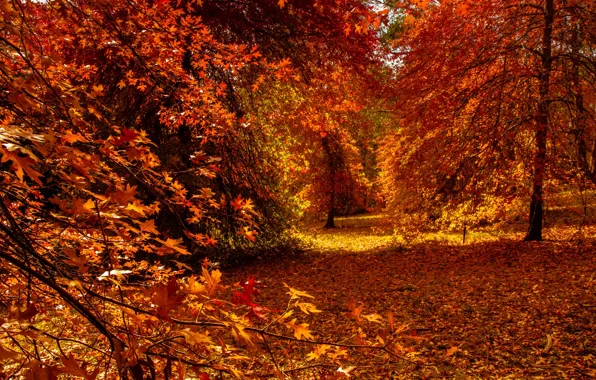 Картинка осень, лес, листья, солнце, деревья, ветки, желтый, парк