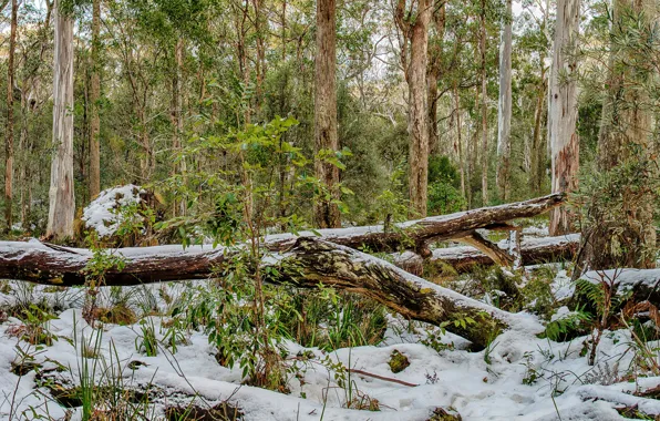 Картинка зима, лес, снег, деревья, HDR, Австралия, Barrington Tops National Park