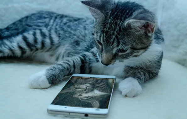 Картинка кошка, фото, телефон
