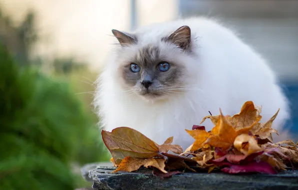Осень, кошка, кот, взгляд, поза, листва, портрет, голубые глаза