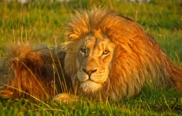 Lions, look, bigcat, AFRICA