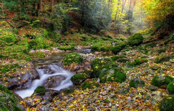 Картинка осень, лес, листья, ручей, forest, Nature, листопад, water