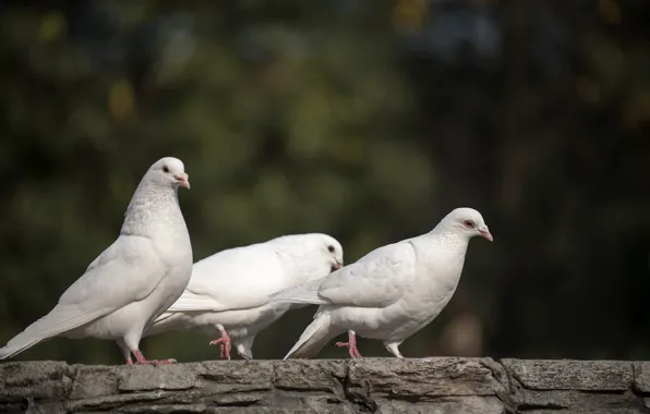 Природа, nature, белые голуби, white doves