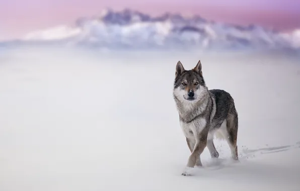 Картинка зима, снег, волк, собака