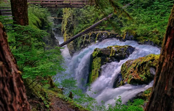 Картинка лес, мост, река, водопад, поток, Вашингтон, Washington, Olympic National Park