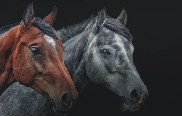 Животные, пара, two, horses, animal, лошадки