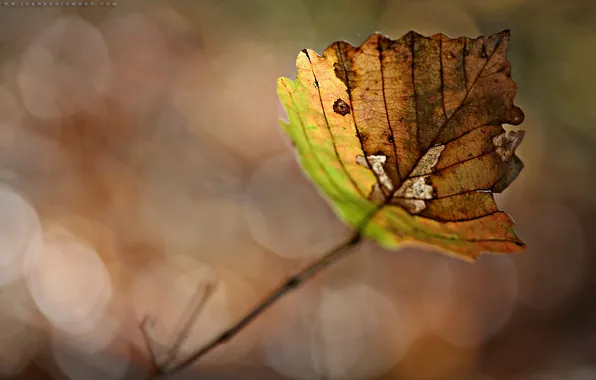 Картинка осень, листья, макро, фото, листок, осенние обои