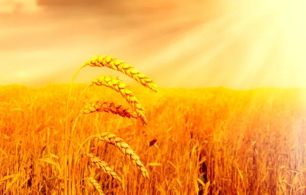 Картинка поле, солнце, хлеб, колосья