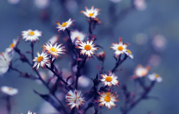 Flower, plant, twig