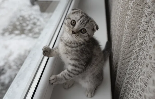 Кошка, взгляд, поза, котенок, серый, вислоухий, окно, подоконник