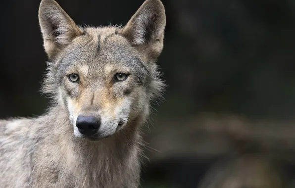 Картинка nature, snow, predator, face, animal, wolf, wildlife, portrait