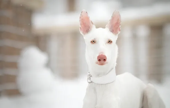 Картинка зима, взгляд, морда, снег, природа, портрет, собака, белая