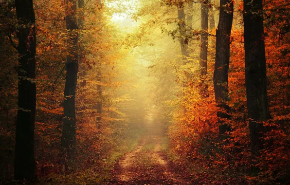 Картинка autumn, leaves, fog, way, pathway, trail, autumn colors, path